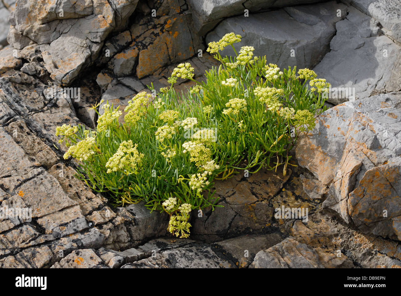 Rock Samphire (Crithmum maritimum) growing on the limestone cliffs of the Gower Peninsula, South Wales, UK. August 2012. Stock Photo