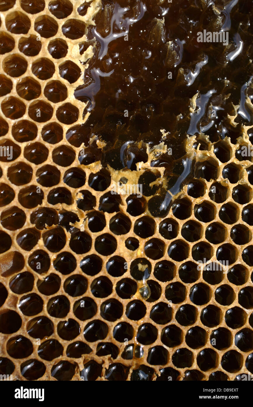 uncapping honeycomb full of honey Stock Photo