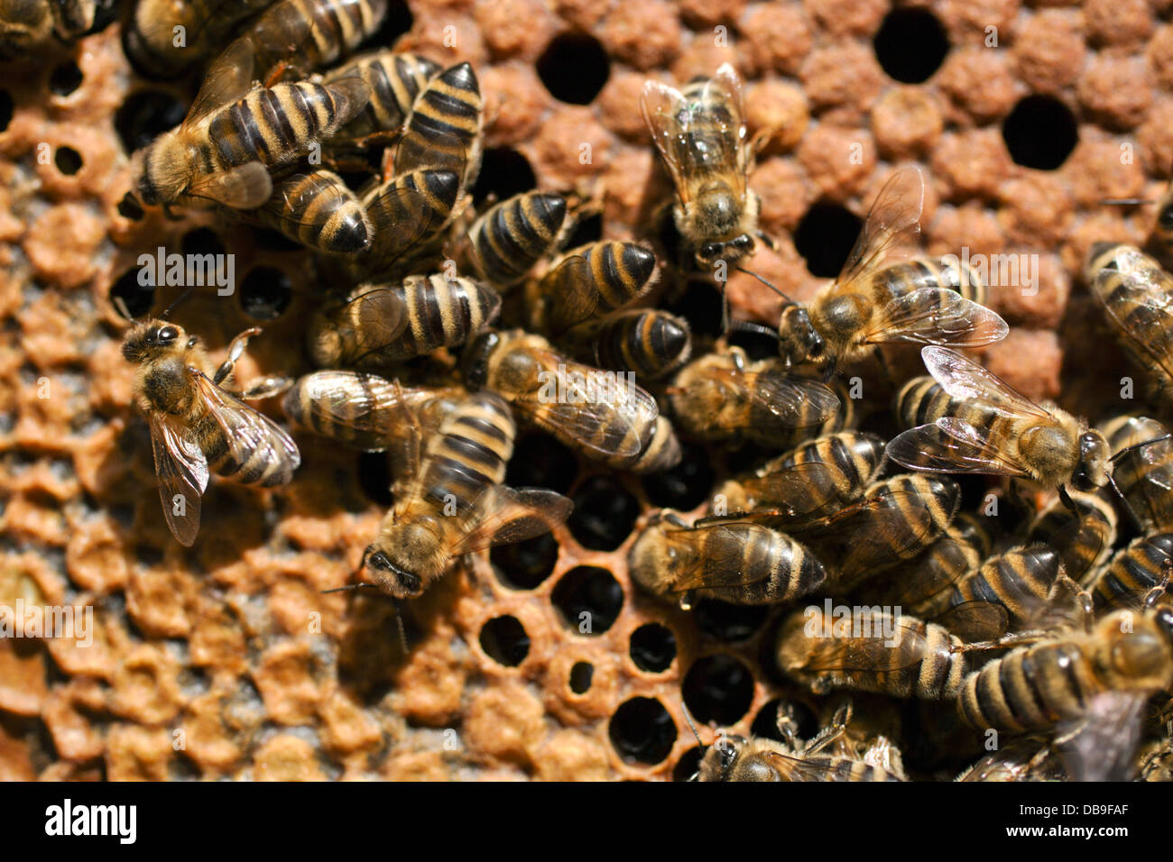 partially capped honeycomb with bees Stock Photo