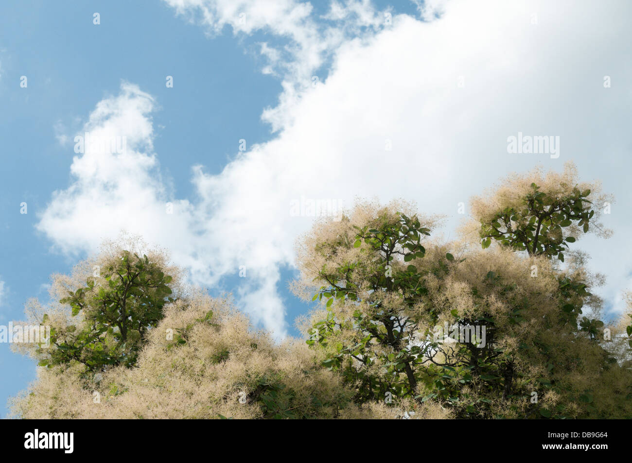 Eurasian smoketree (Cotinus coggygria) Stock Photo