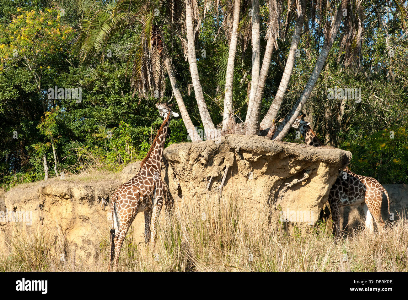Giraffe eating at Disney's Animal Kingdom at Walt Disney World Resort, Orlando, Florida Stock Photo