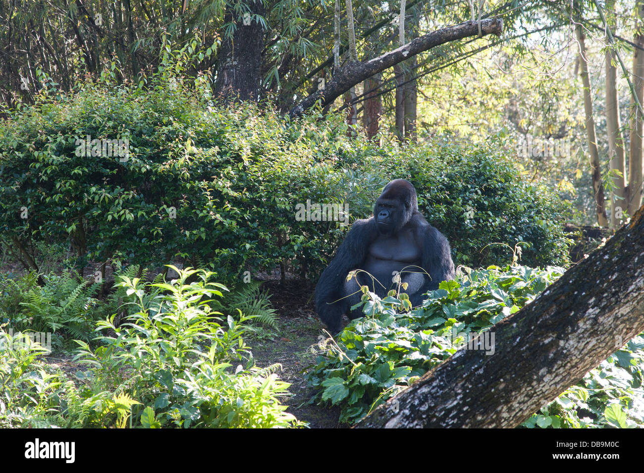 Gorilla, Disney's Animal Kingdom at Walt Disney World Resort, Orlando, Florida Stock Photo