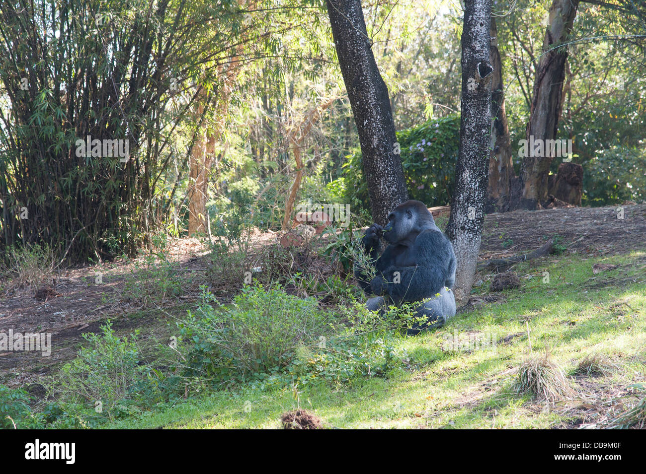 Gorilla eating, Disney's Animal Kingdom at Walt Disney World Resort, Orlando, Florida Stock Photo