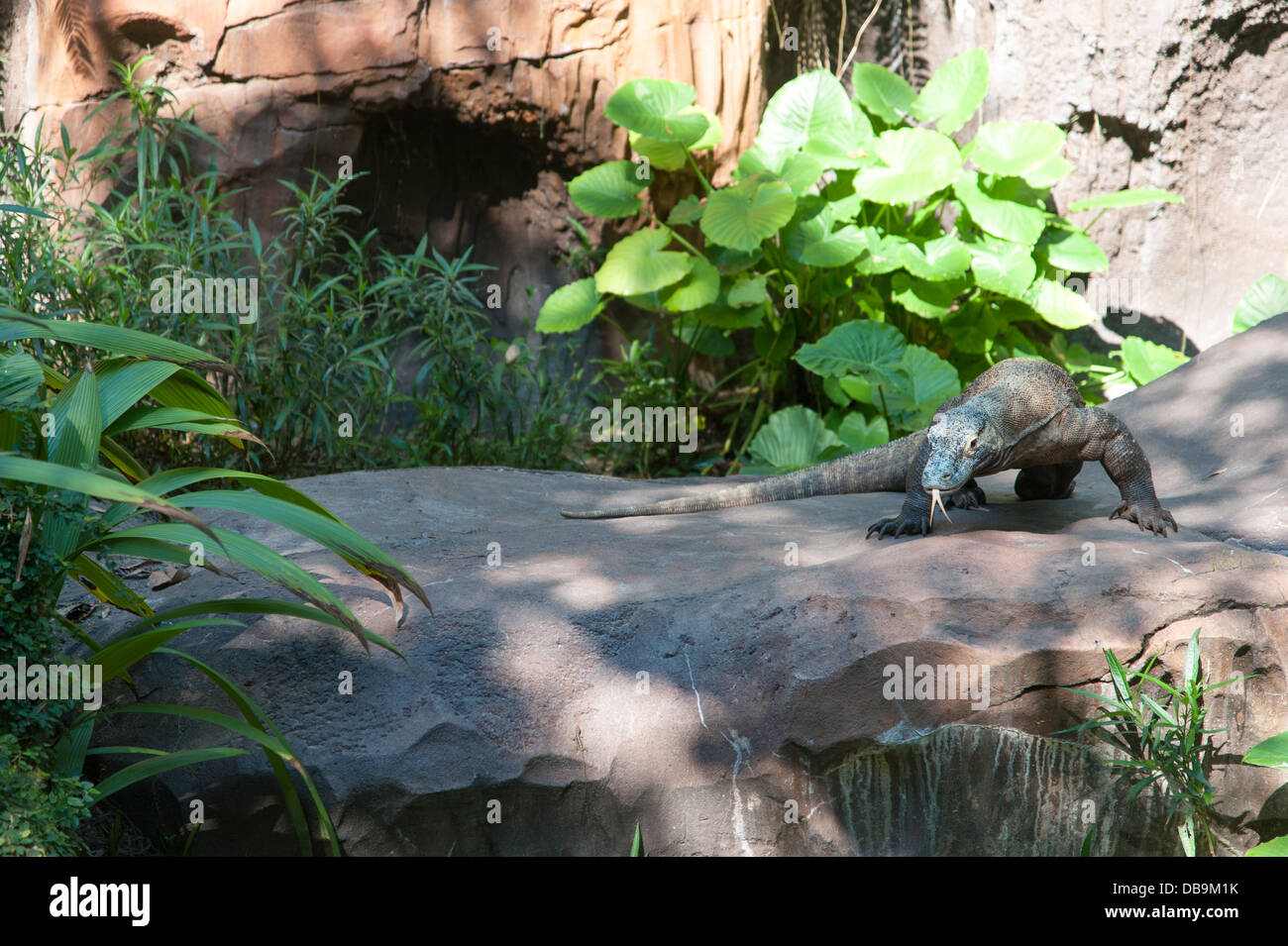 Komodo Dragon, Disney's Animal Kingdom at Walt Disney World Resort