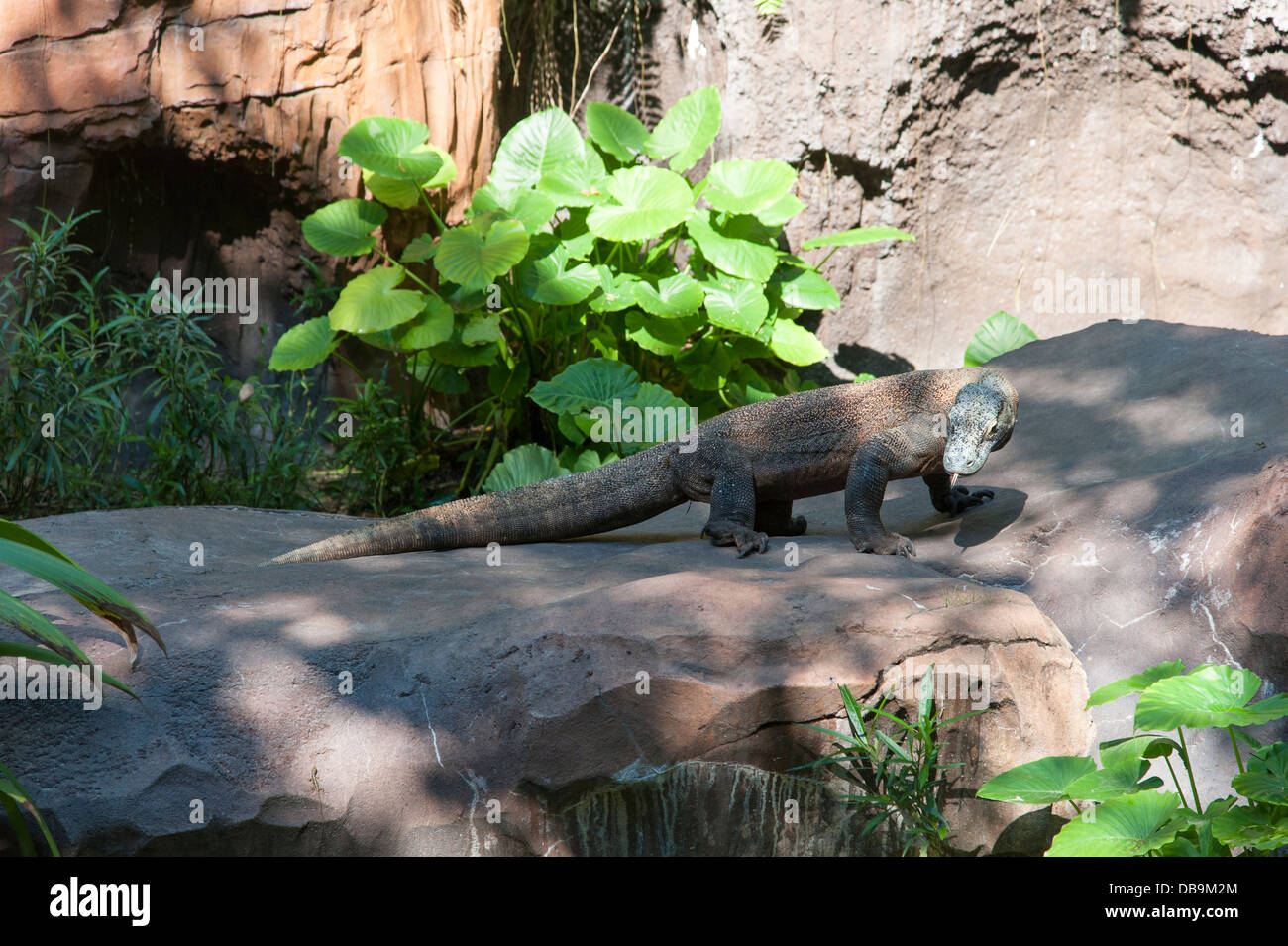 Komodo Dragon, Disney's Animal Kingdom at Walt Disney World Resort