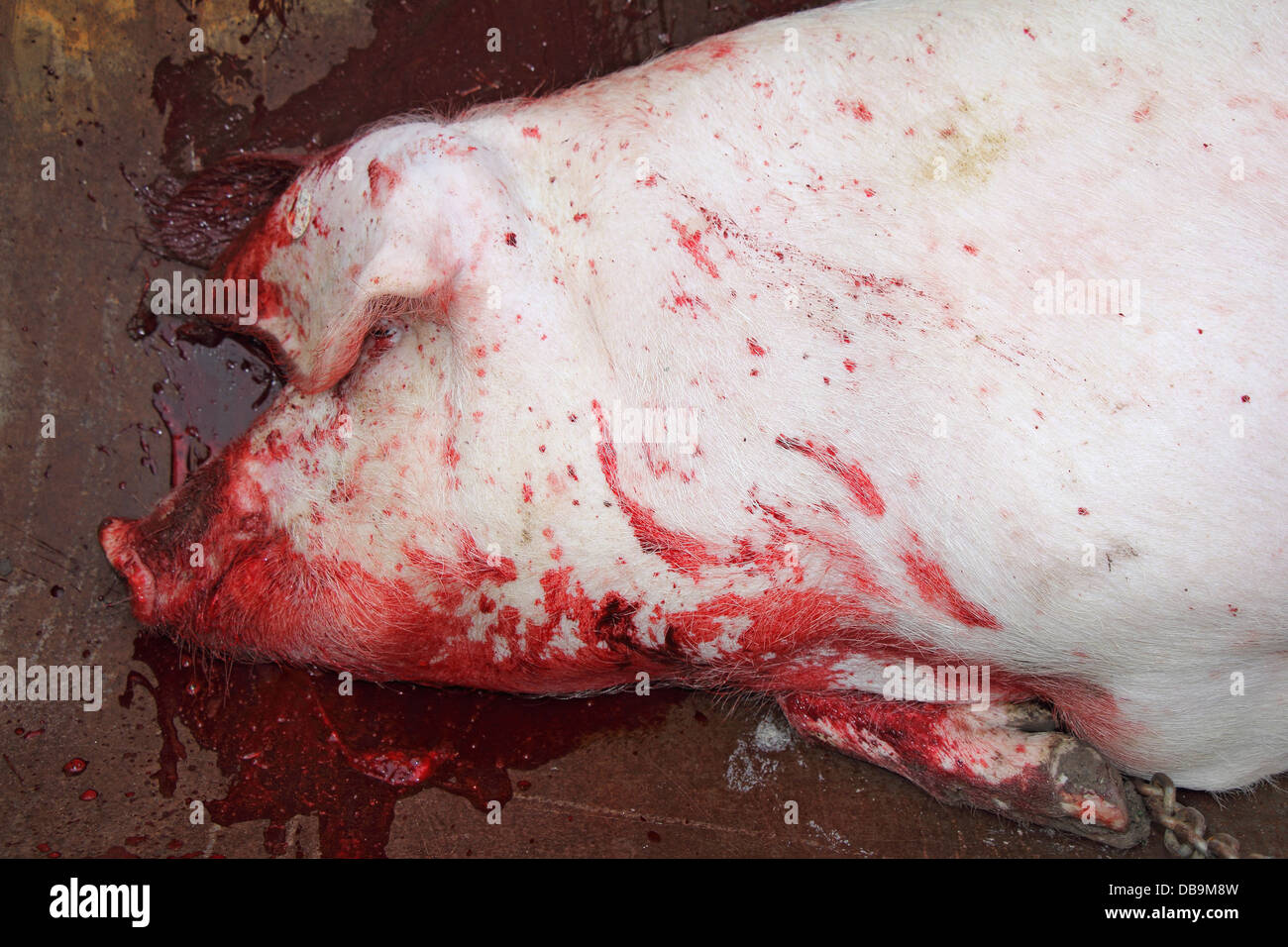 Pig slaughter is a tradition in the rural areas Stock Photo