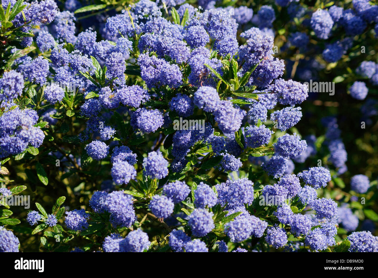 Ceanothus blue mound Californian Lilac shrub flowering in an organic garden Stock Photo
