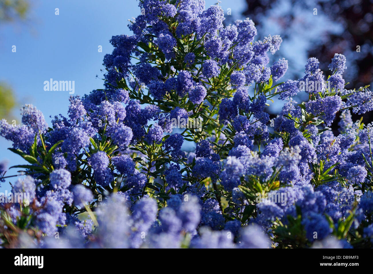 Ceanothus blue mound Californian Lilac shrub flowering in an organic garden Stock Photo