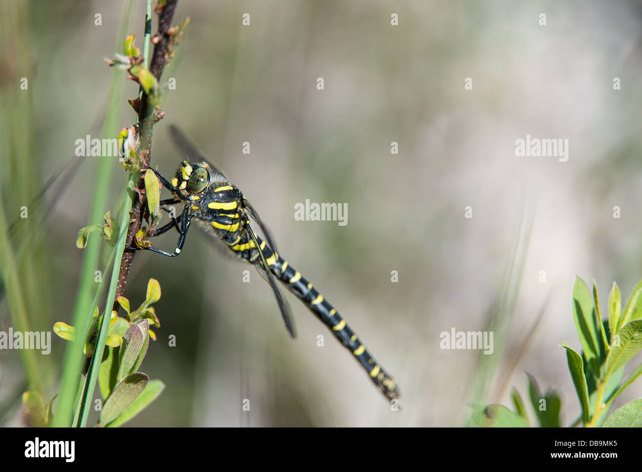 Golden-ringed Dragonfly, Cordulegaster boltonii, Stock Photo