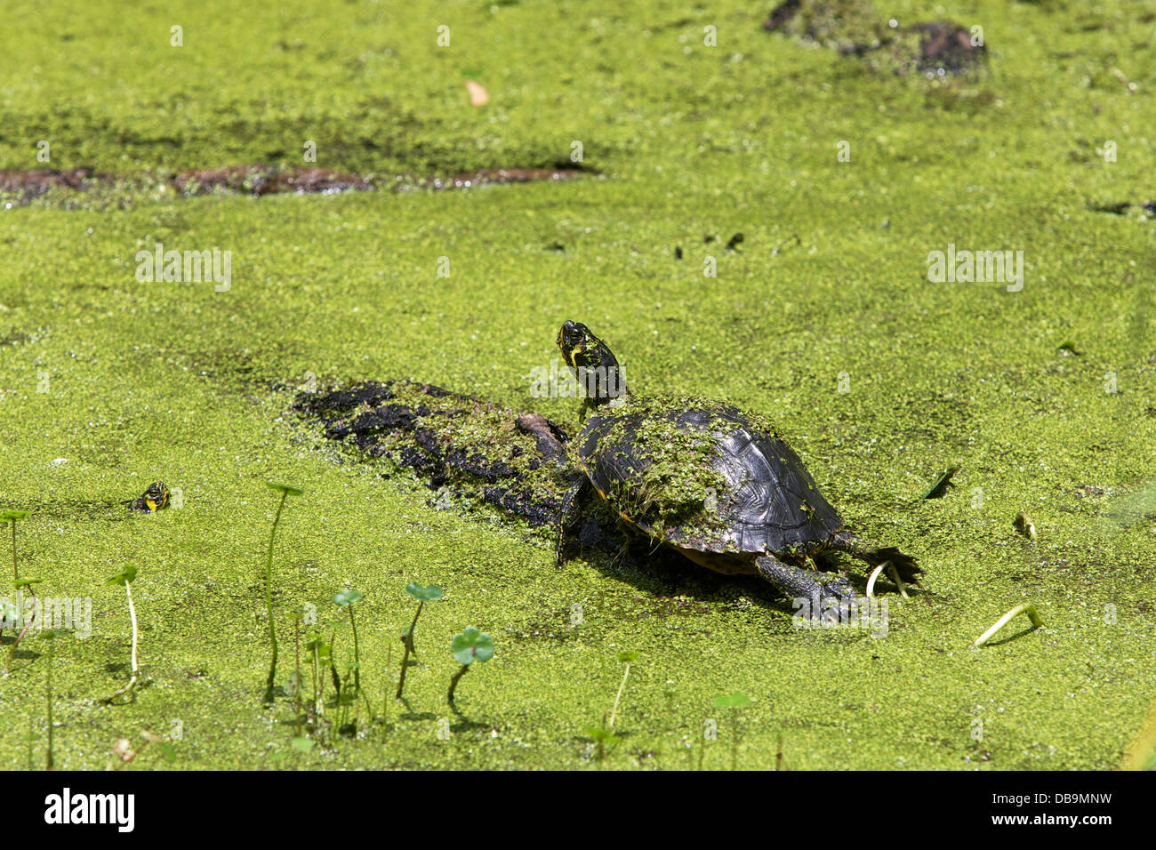 Swamp Turtles