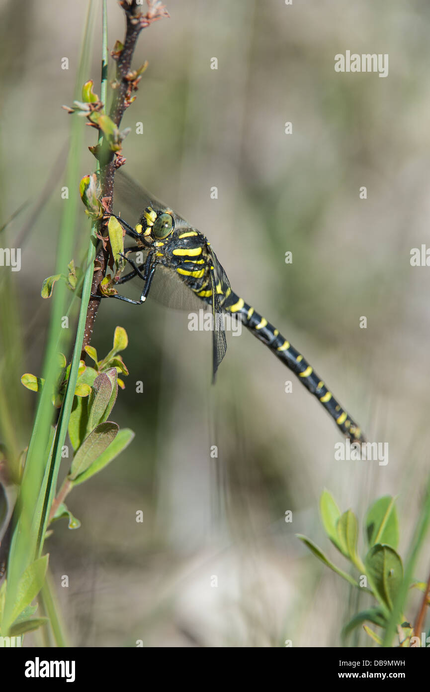 Golden-ringed Dragonfly, Cordulegaster boltonii, Stock Photo