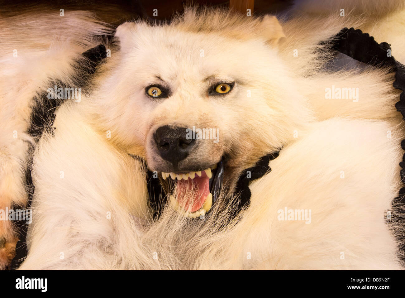 Wolf skins in a tourist shop in Longyearbyen, Svalbard. Stock Photo