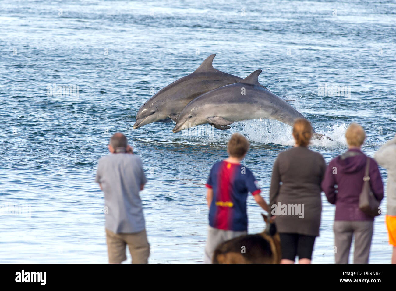 People watching common bottle nosed dolphins breaching, Chanonry Point, Moray firth, Scotland, UK Stock Photo