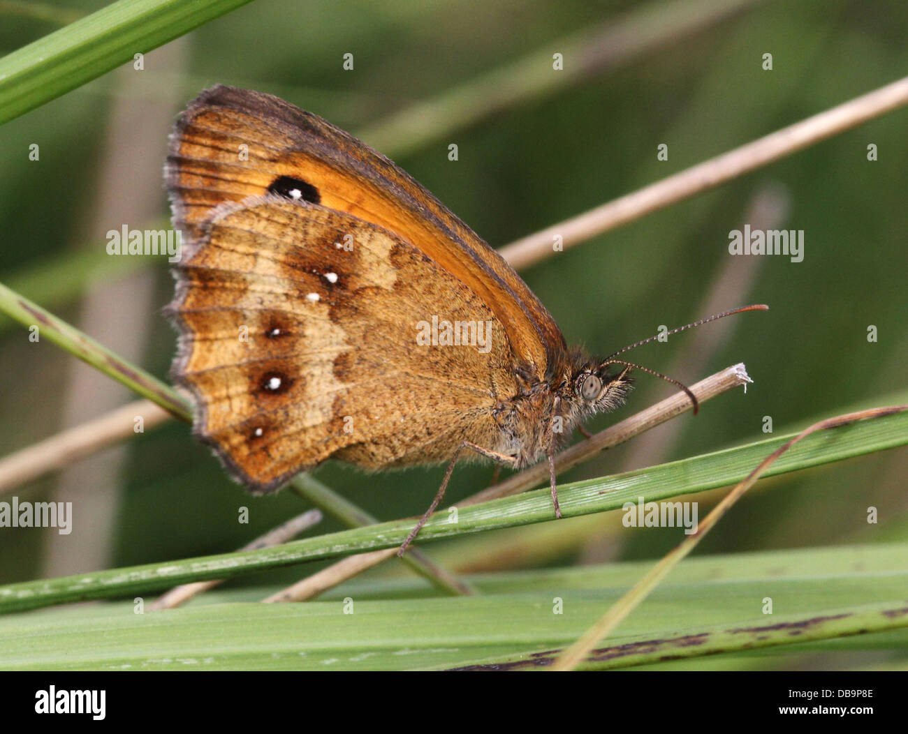 Macro of a Gatekeeper or  Hedge Brown butterfly (Pyronia tithonus) foraging on a flower Stock Photo