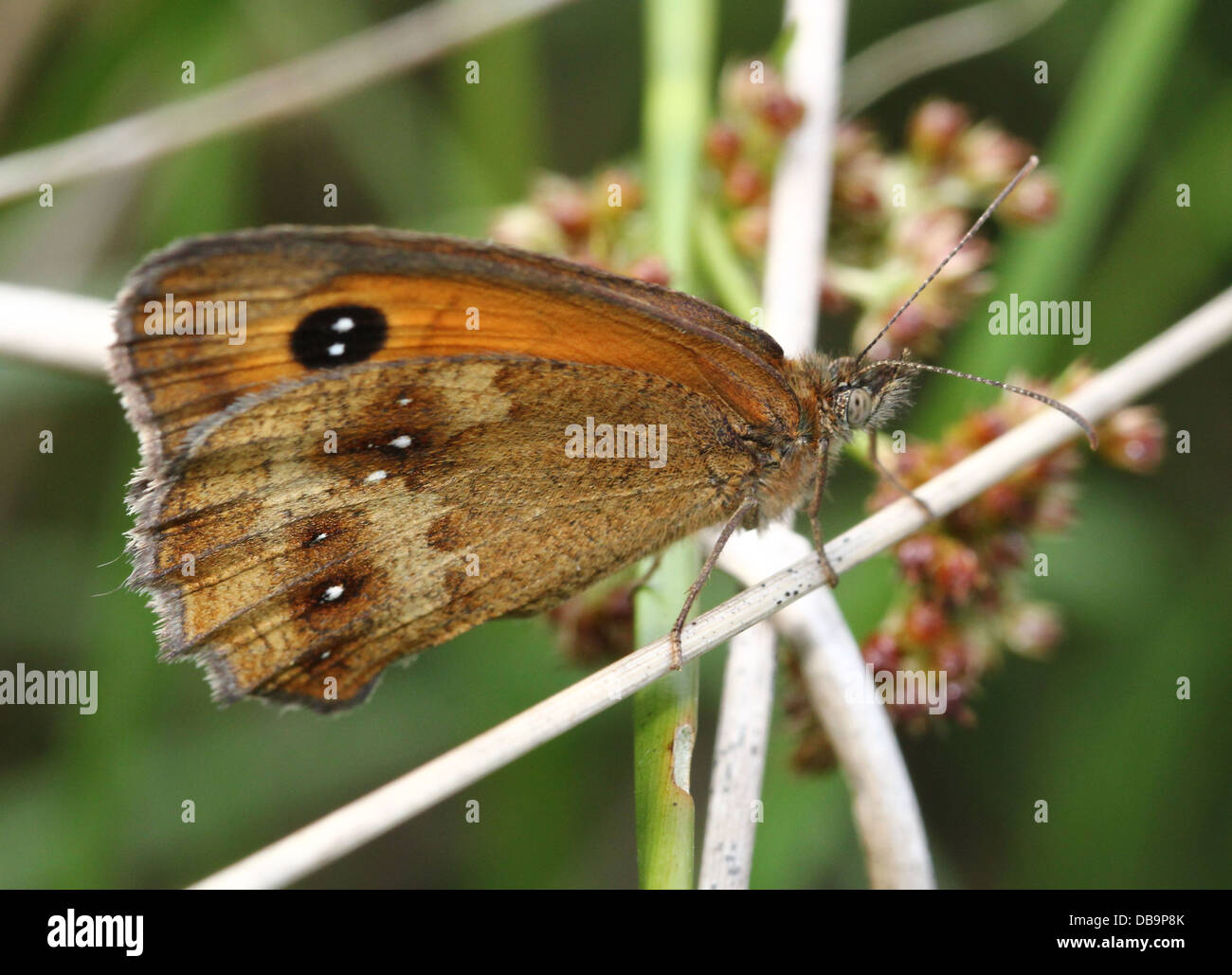Macro of a Gatekeeper or  Hedge Brown butterfly (Pyronia tithonus) foraging on a flower Stock Photo