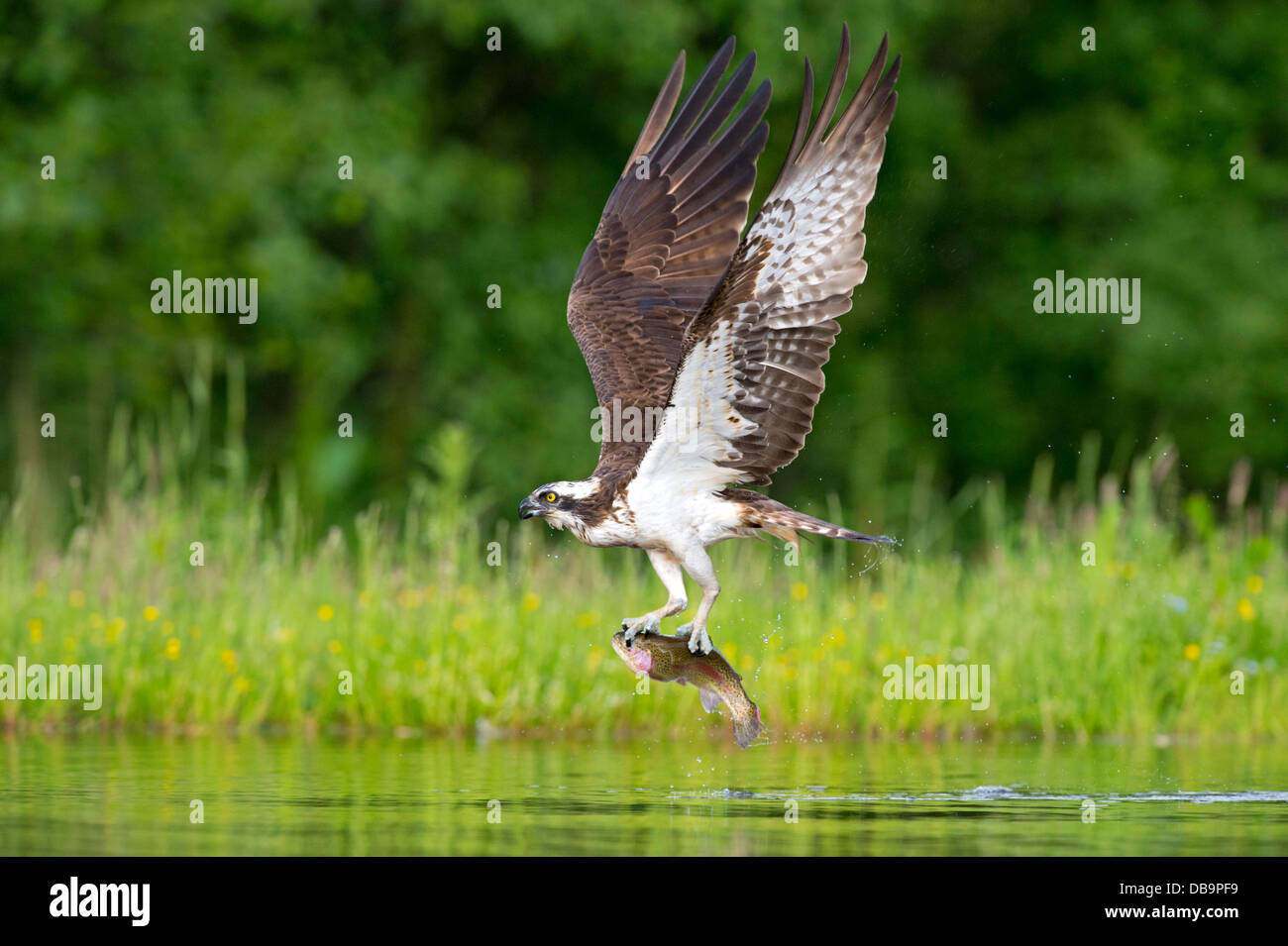 Osprey (Pandion haliaetus) fishing, Cairngorms National Park, Scotland, UK Stock Photo