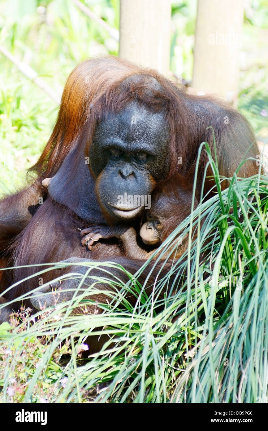 Orangutan mother and baby sitting in long grass Stock Photo