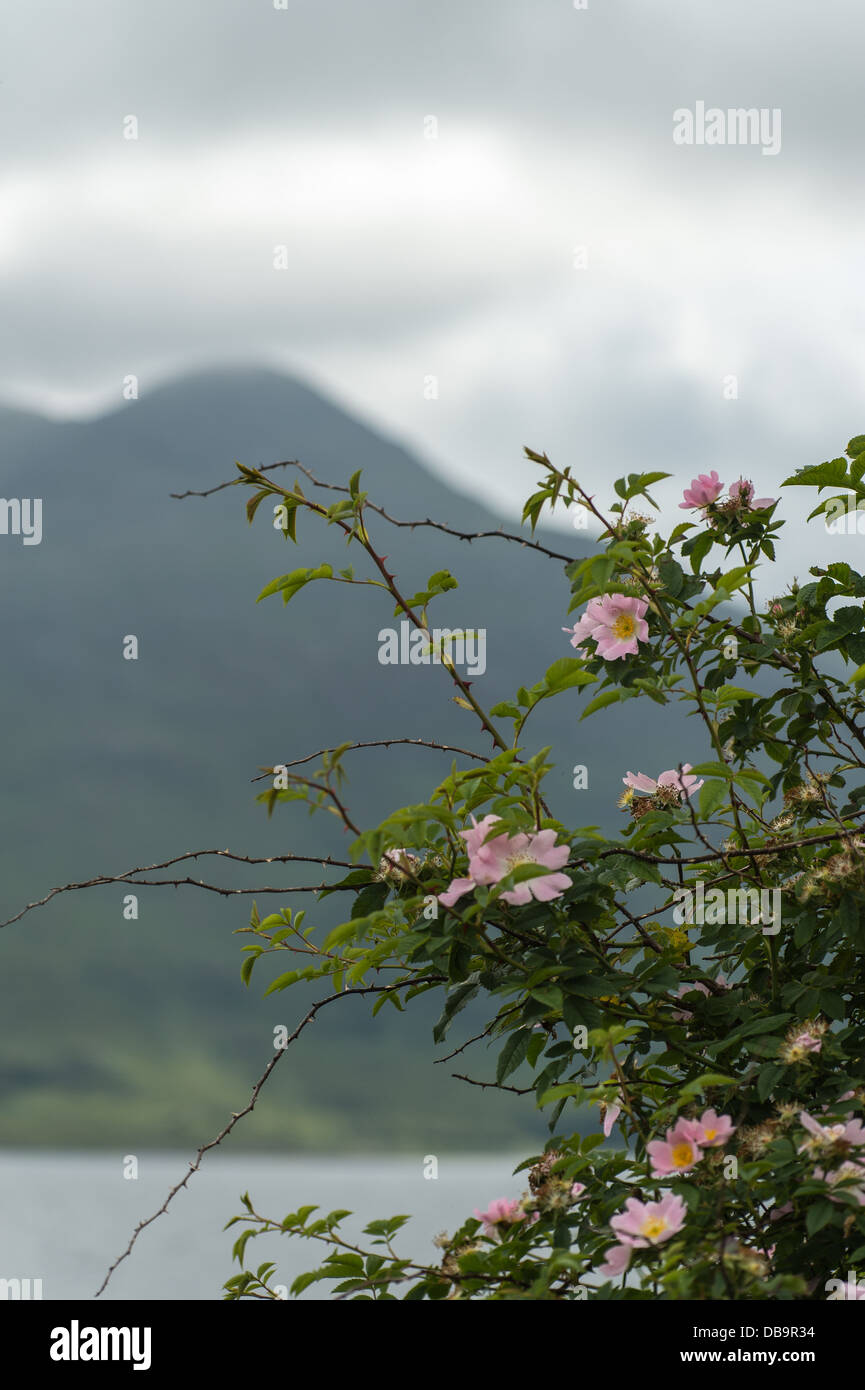 Rose hip in foreground hi-res stock photography and images - Alamy