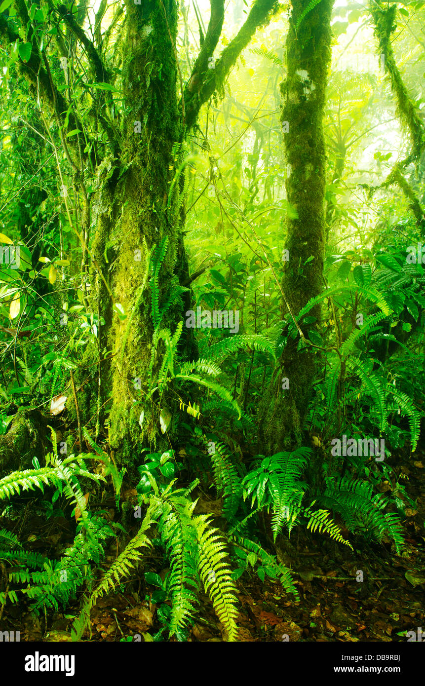 Forest in backlight hi-res stock photography and images - Alamy