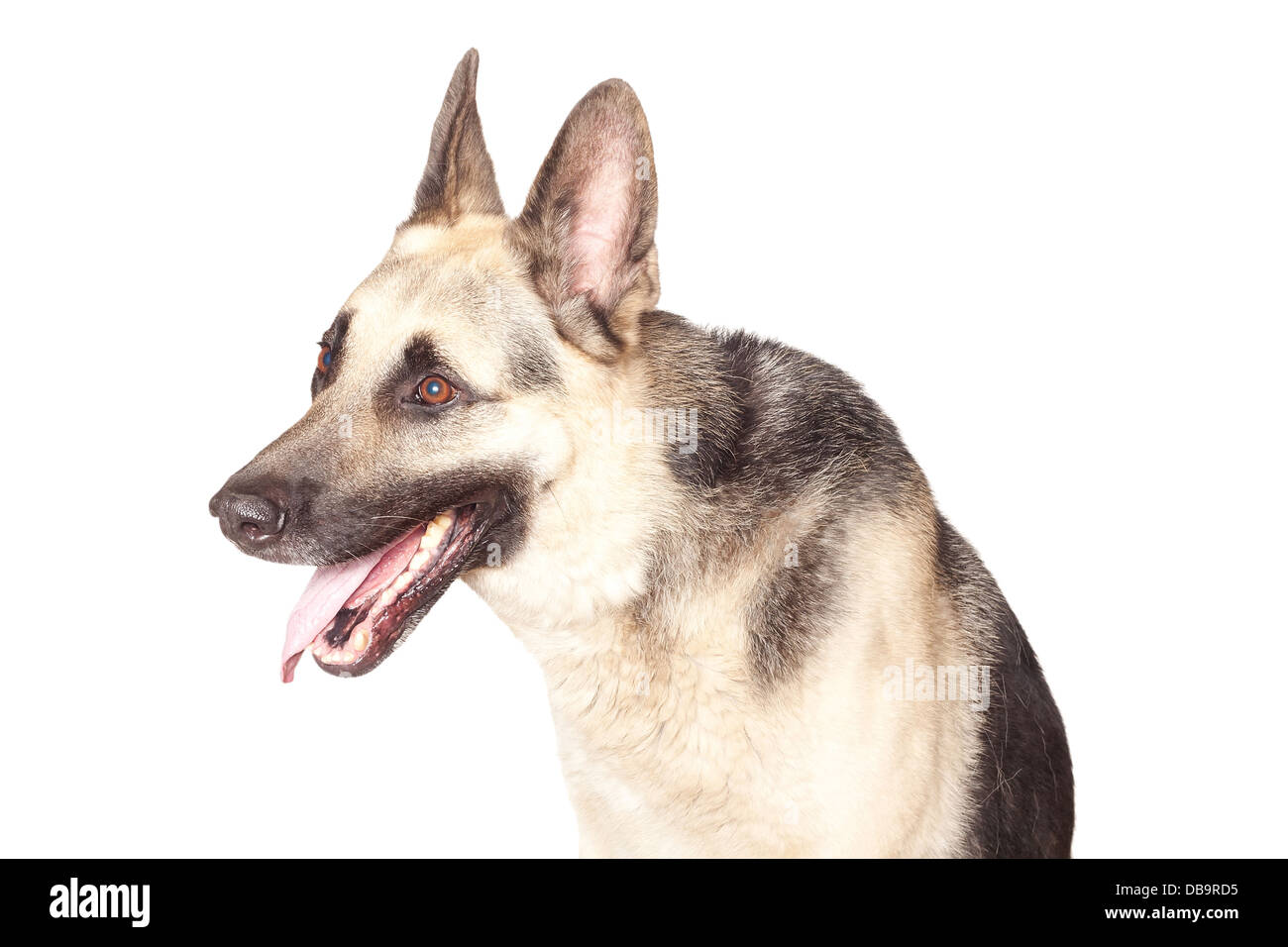 Portrait of Alsatian dog, isolated on white background Stock Photo