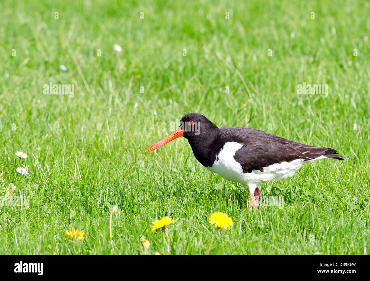An oystercatcher looking for some food Stock Photo Alamy