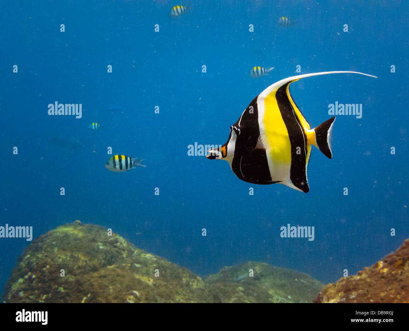 Close-up of Brilliant yellow, black, white striped tropical fish swim on Castle Rock Coral Reef in Indonesia, Asia Stock Photo
