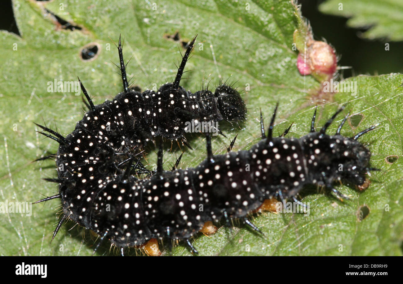 Black and spiky caterpillar of the  Common Peacock butterfly (Inachis io) - 12 images in series Stock Photo