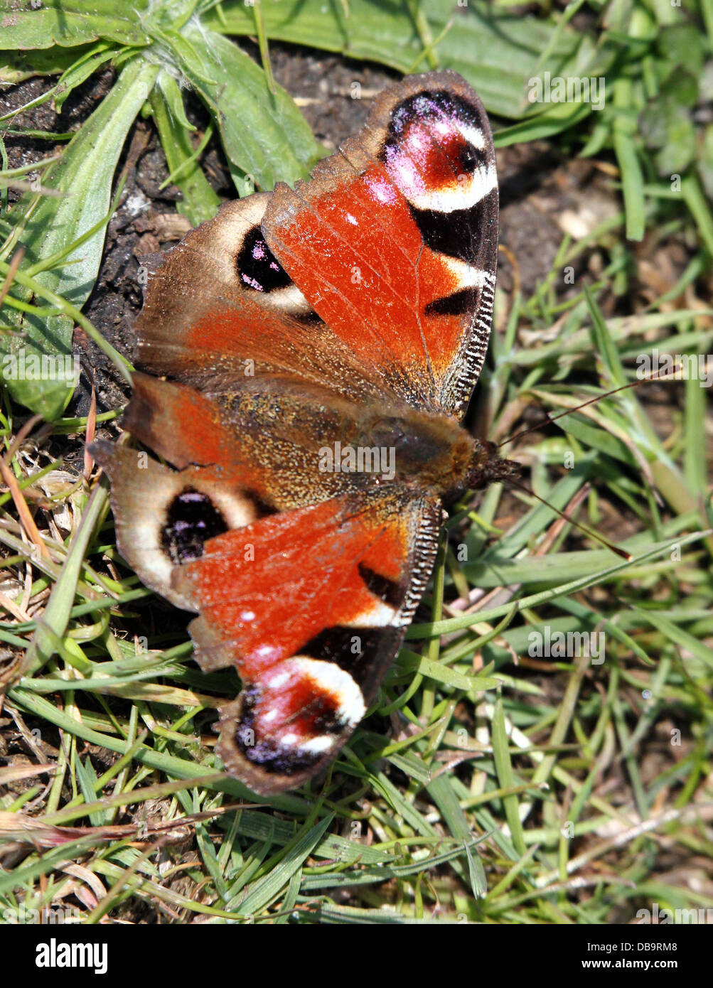 Detailed macro of the colourful Common Peacock butterfly (Inachis io) Stock Photo