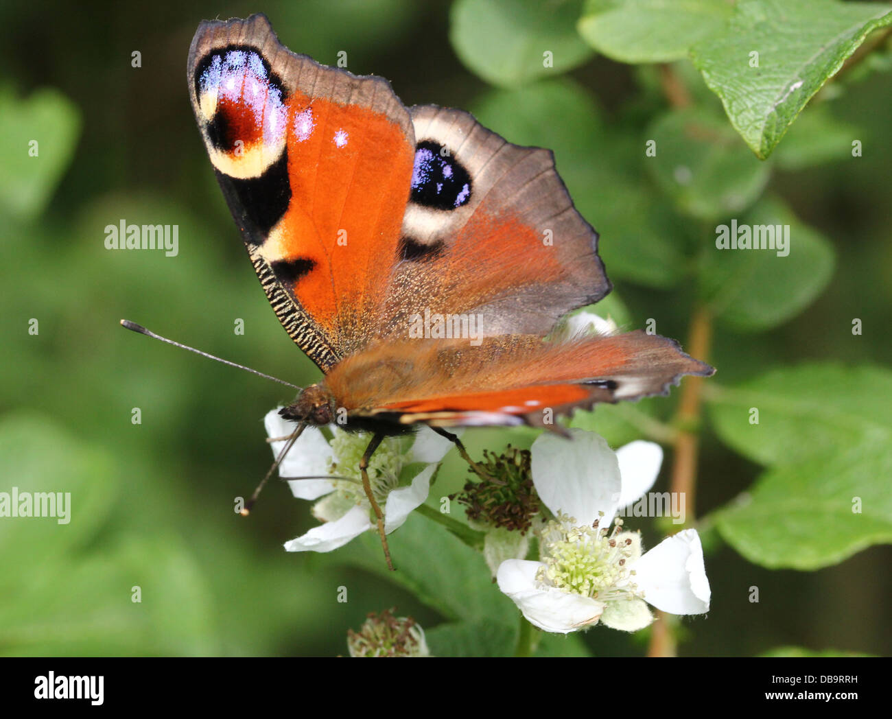 Detailed macro of the colourful Common Peacock butterfly (Inachis io) Stock Photo