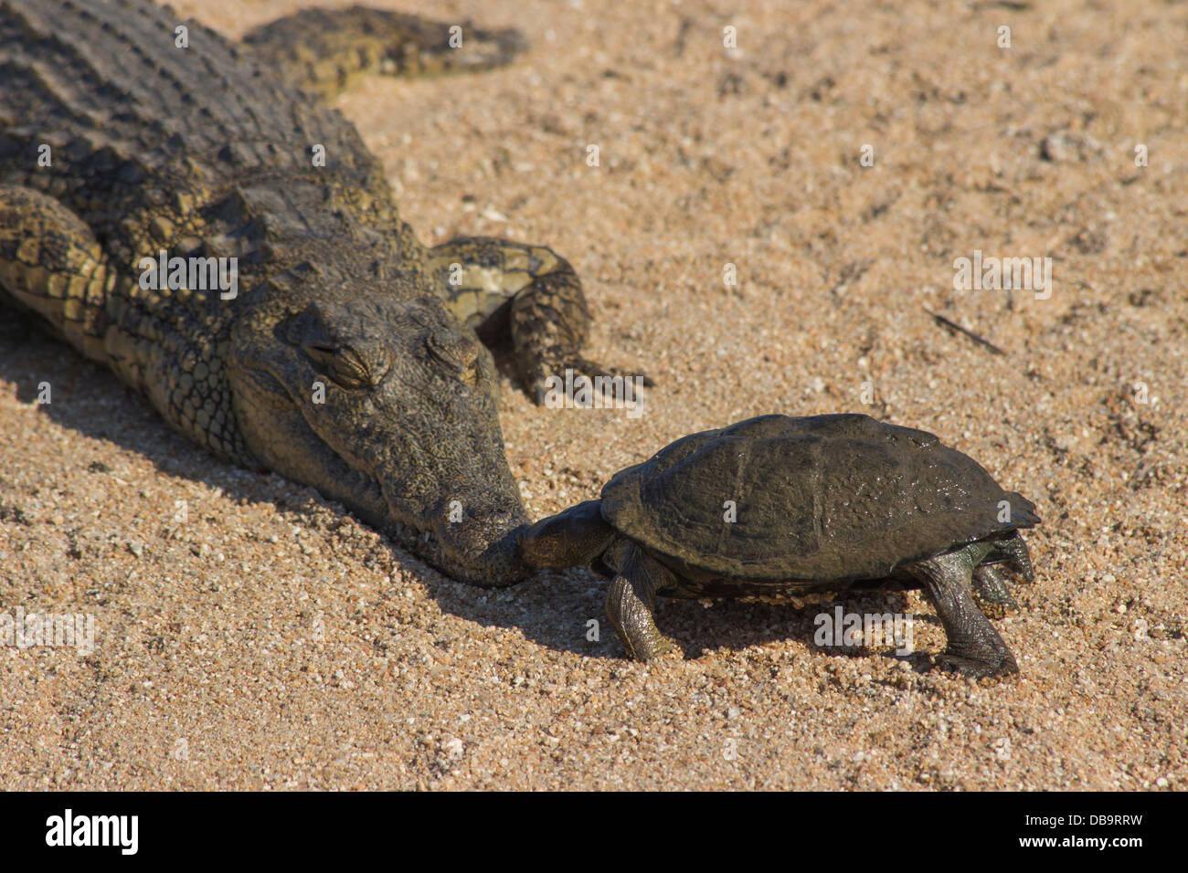 A terrapin kisses a crocodile Stock Photo