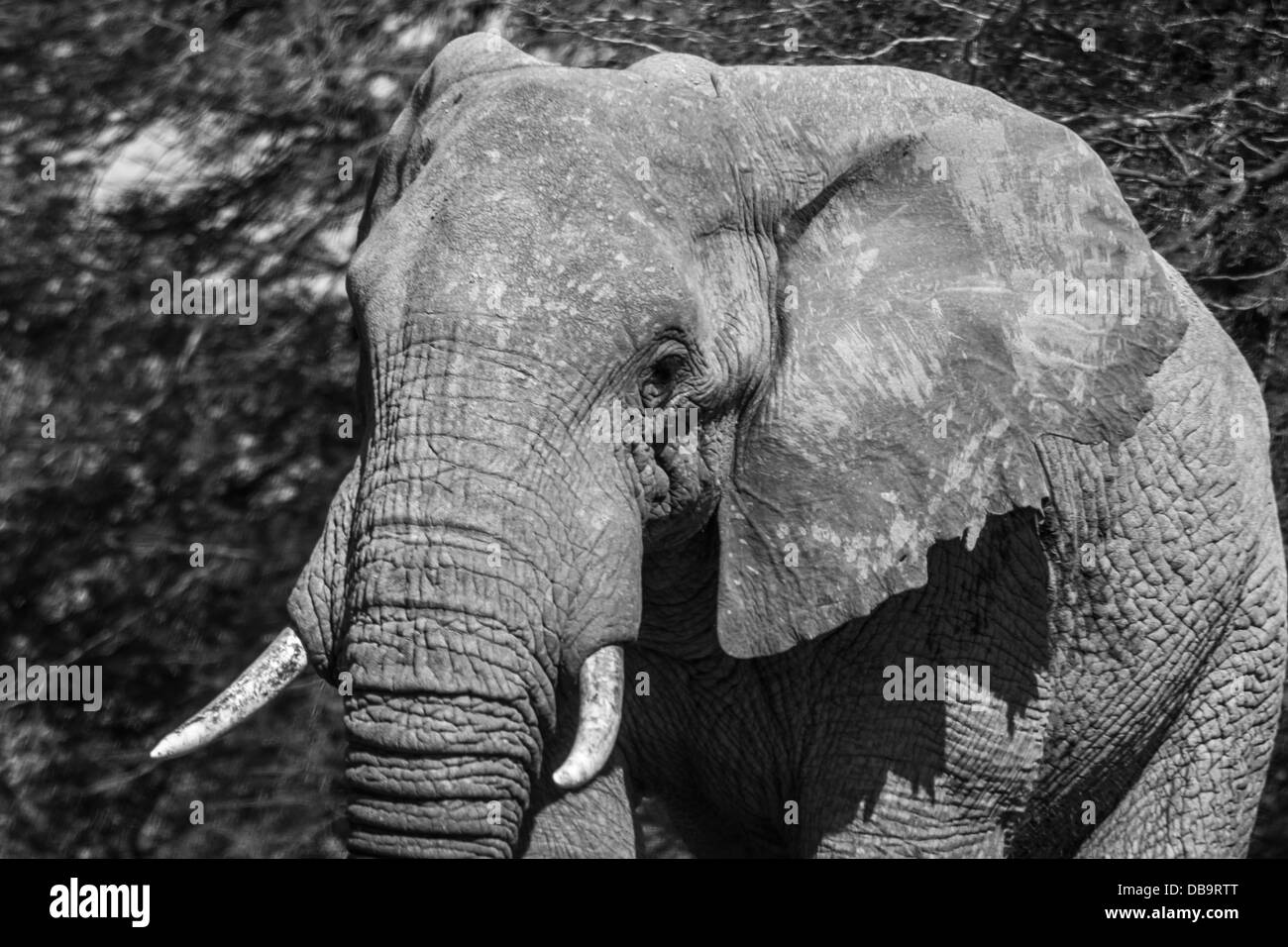 Close up portrait of an elephant in black and white Stock Photo