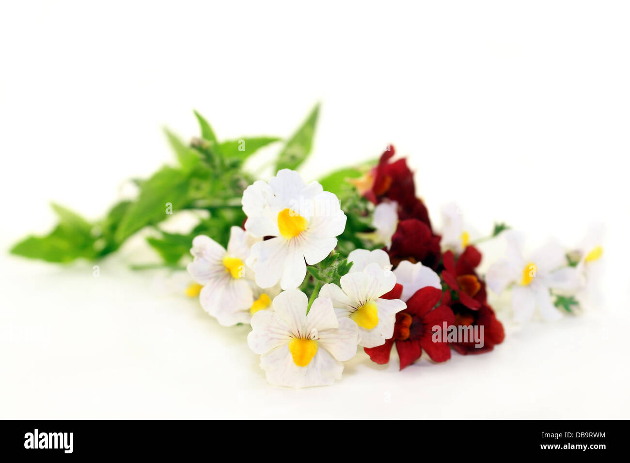 nemesia flower and leaves against a white background Stock Photo
