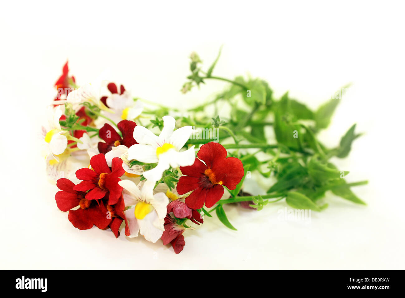 nemesia flower and leaves against a white background Stock Photo