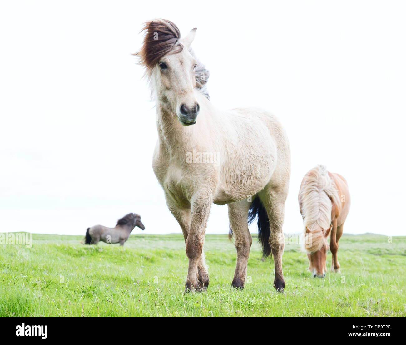 Wild Islandic horses beautiful animals in green pasture low point of view this horse breed only lives in Iceland Stock Photo