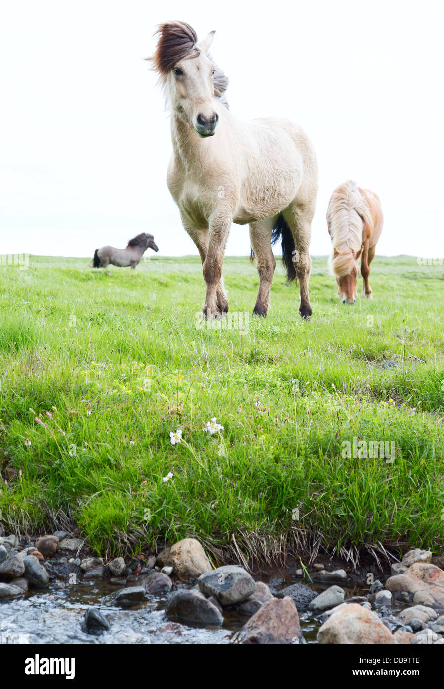 Wild Islandic horses beautiful animals in green pasture low point of view this horse breed only lives in Iceland Stock Photo