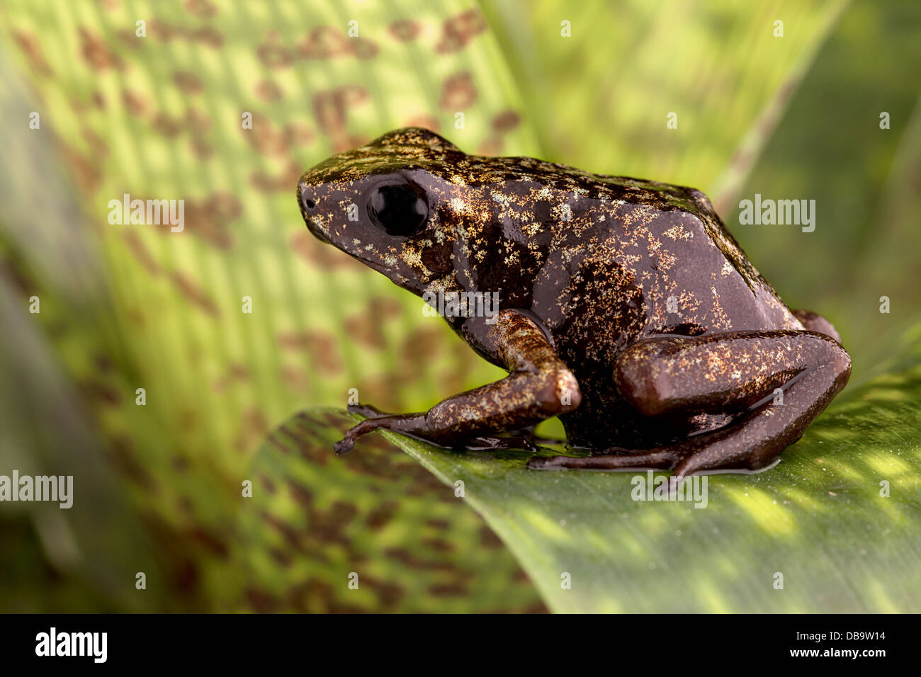 poison arrow frog from peruvian tropical Amazon rain forest beautiful exotic amphibian from Jungle in Peru Stock Photo