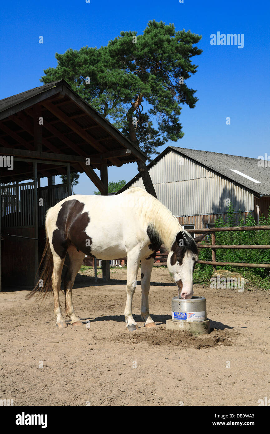 Farm water trough hires stock photography and images Alamy