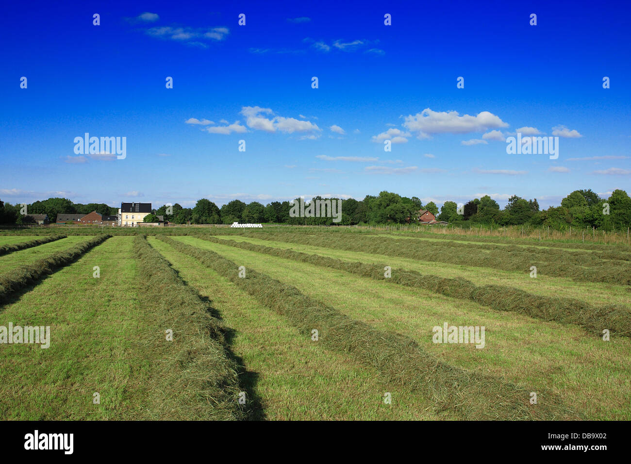 meadow on farm in summer with windrow. germany, europe Stock Photo