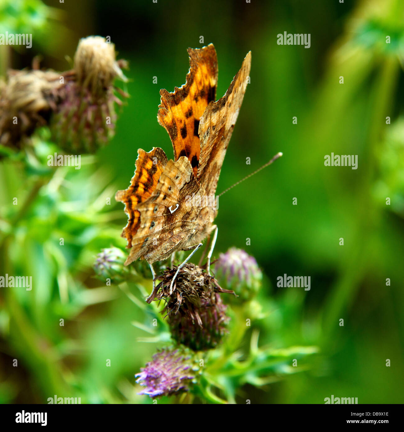 Comma Uk Insect Betchworth, Surrey, UK. 26th July 2013. A Comma Butterfly with its ...