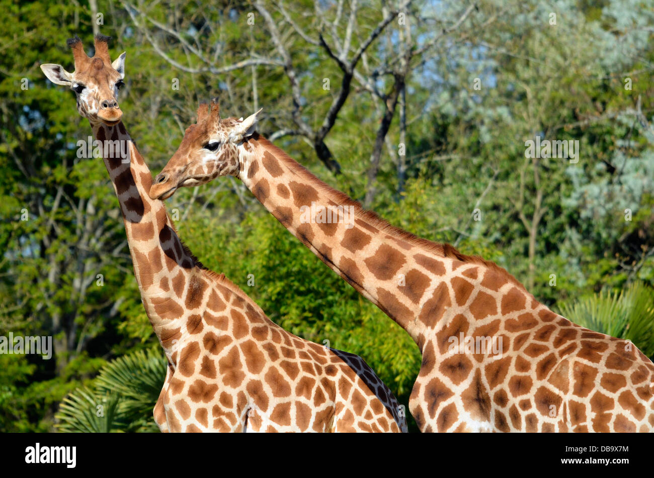 Closeup two giraffes (Giraffa camelopardalis) on green foliage background Stock Photo
