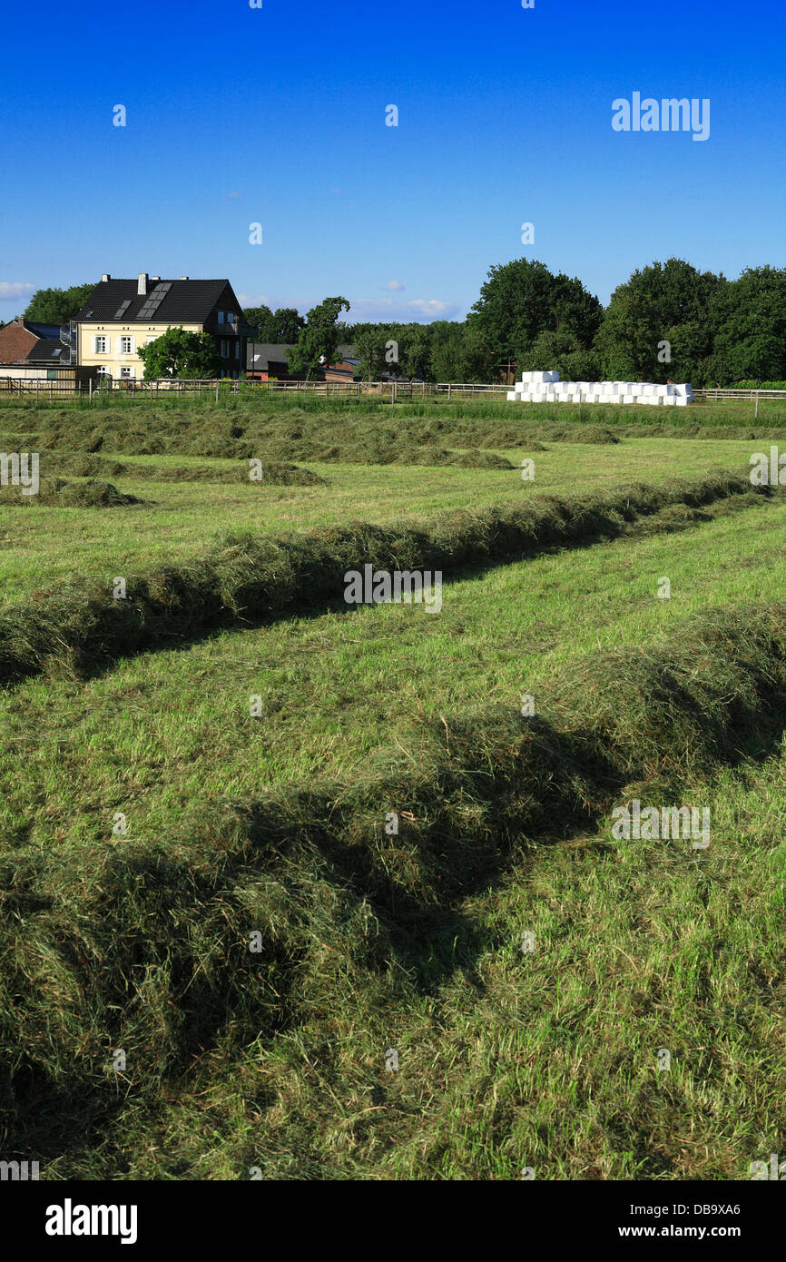 meadow on farm in summer with silage windrow. germany, europe Stock Photo