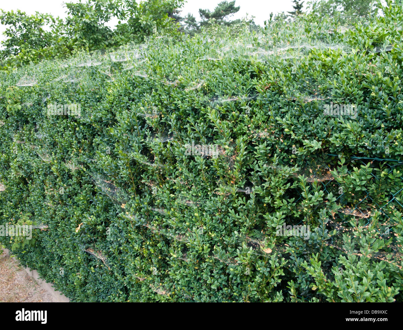Box hedge with cobwebs Stock Photo