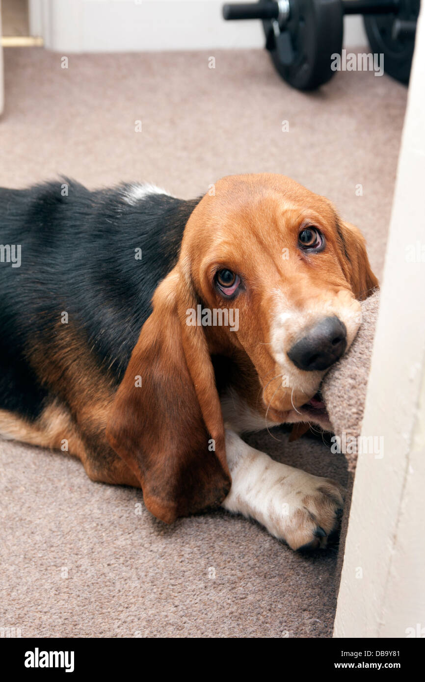 Puppy biting carpet hotsell