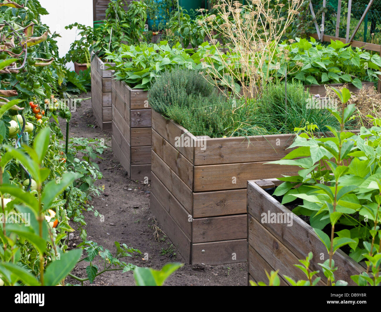 Raised beds with vegetables and herbs Stock Photo - Alamy