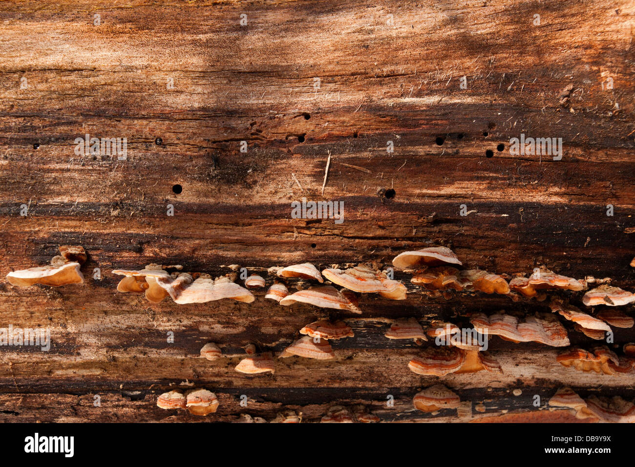 Abstract detail of dead tree and fungi mushrooms Stock Photo