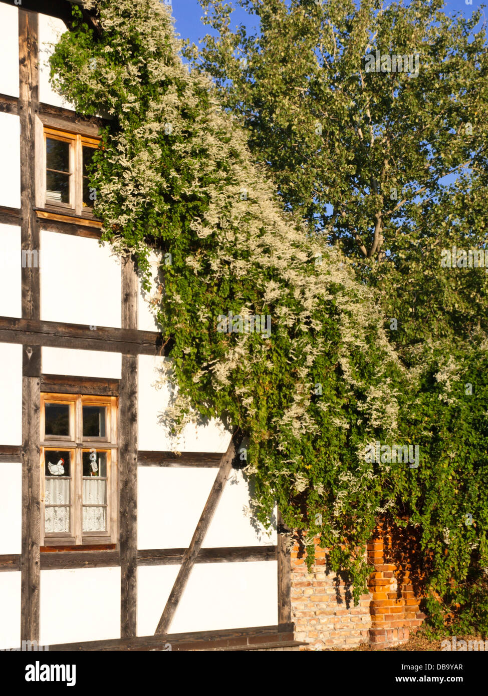 Russian vine (Fallopia aubertii syn. Polygonum aubertii) on a half-timbered house Stock Photo