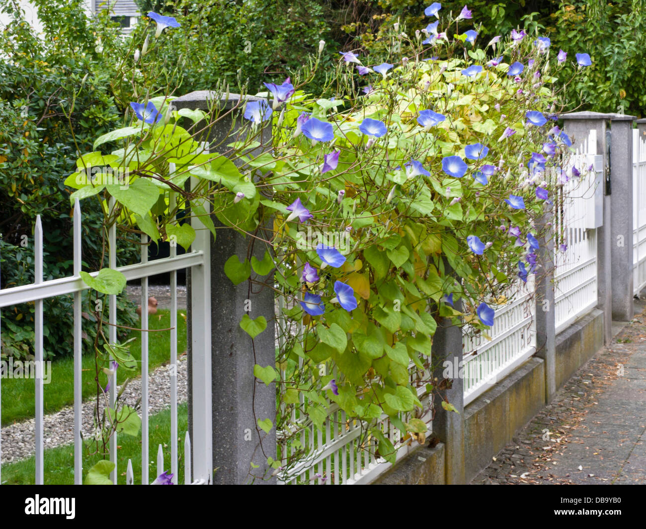 Mexican morning glory (Ipomoea tricolor) on a garden fence Stock Photo