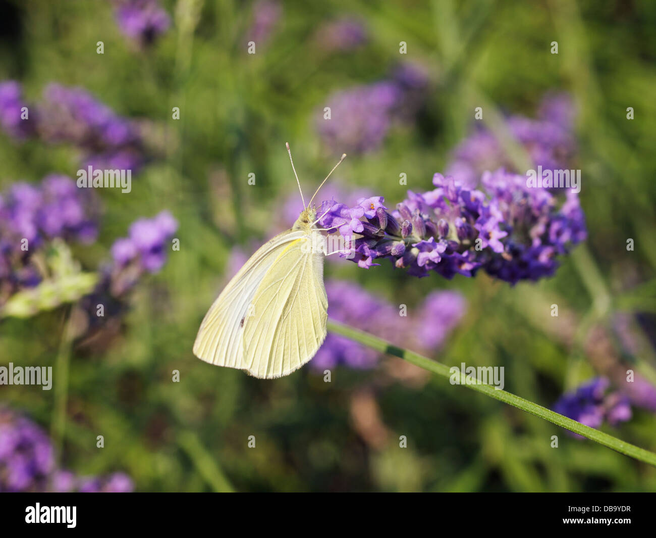 White Butterfly Pieris Rapae drinking nectar from a lavender flower. Breda, the Netherlands Stock Photo