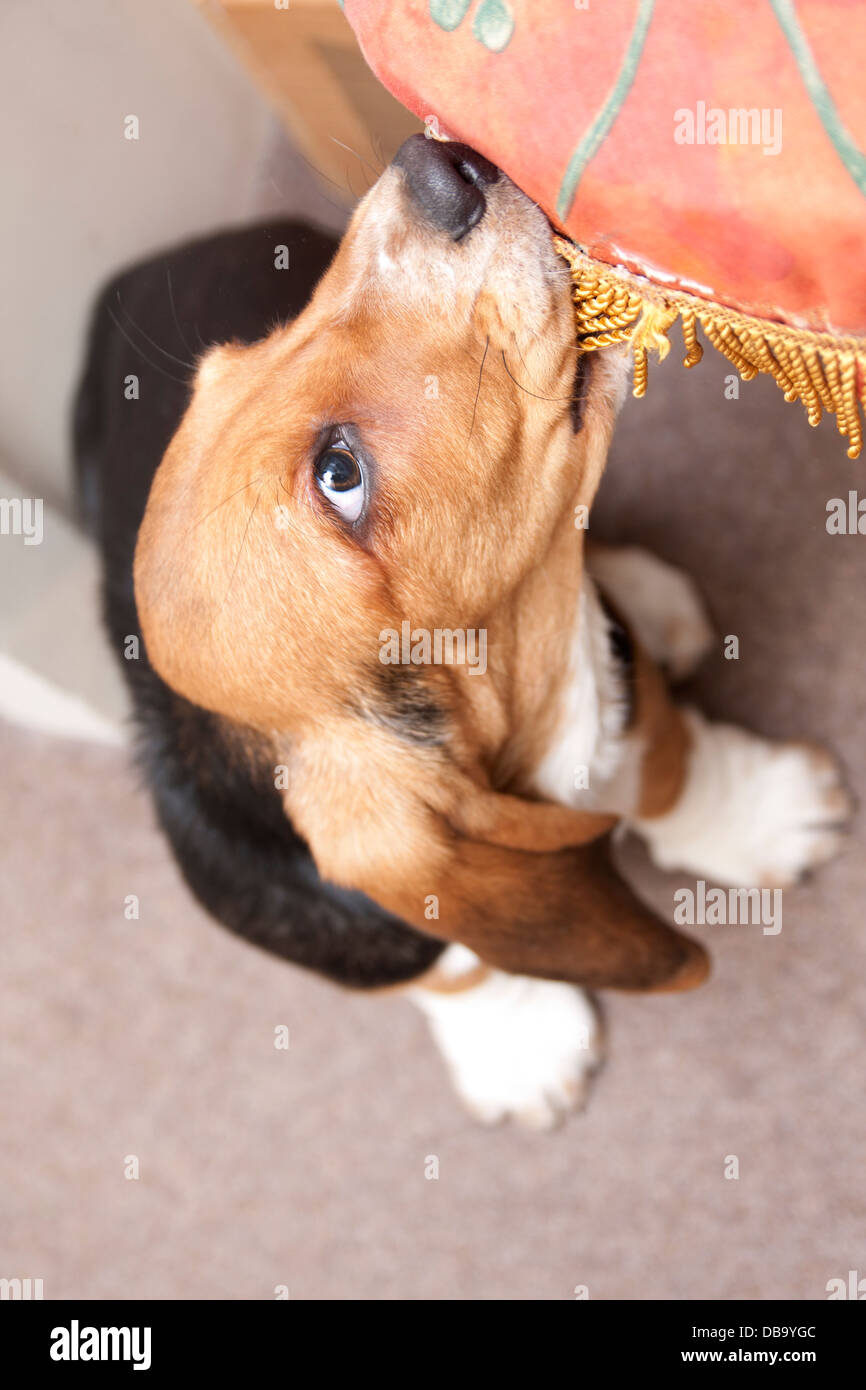 Dog destroying furniture hires stock photography and images Alamy