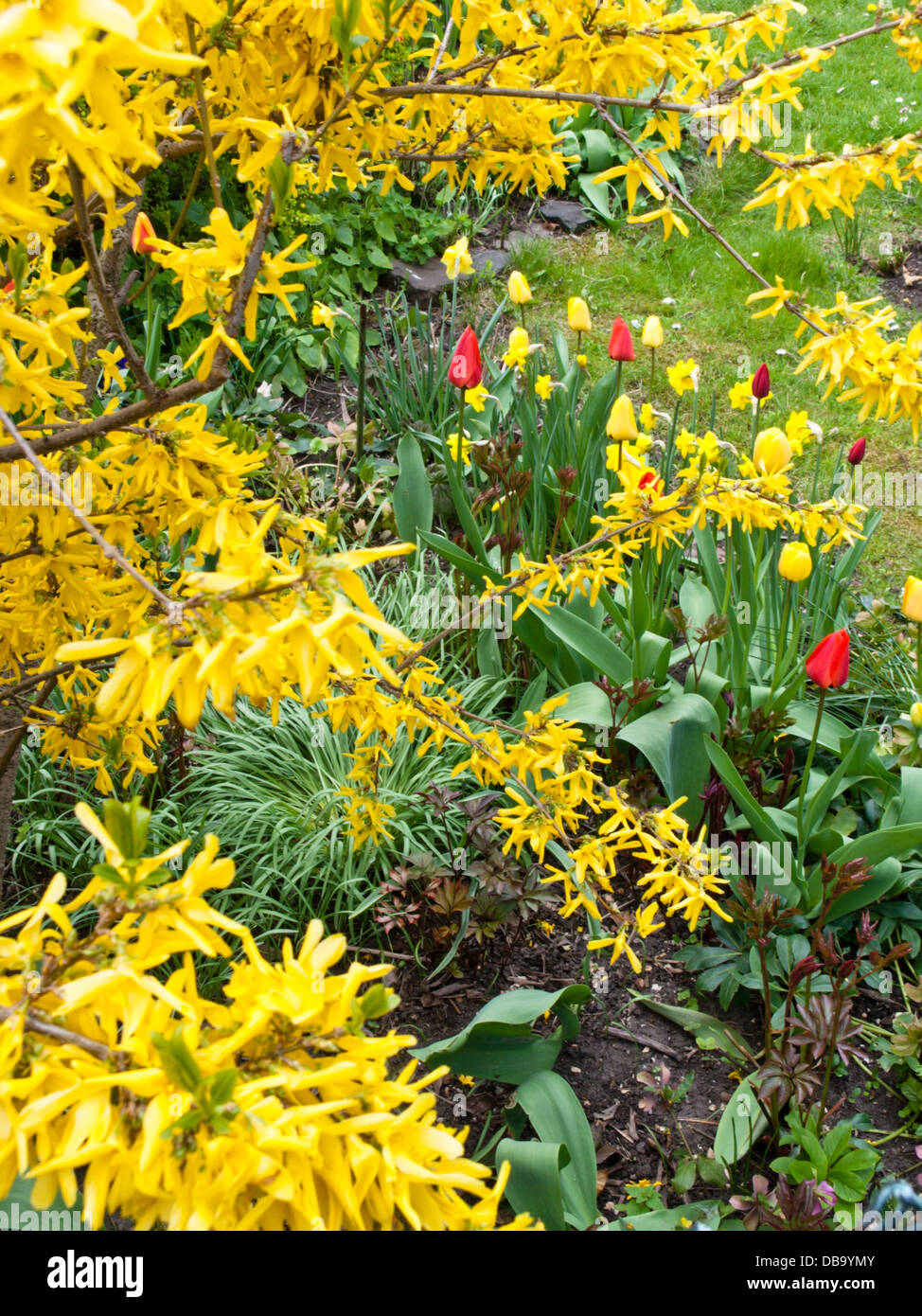 Border forsythia (Forsythia x intermedia) and tulips (Tulipa) Stock Photo